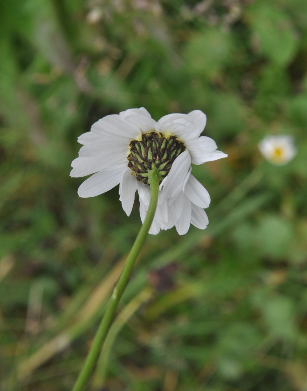 Изображение особи Tripleurospermum caucasicum.