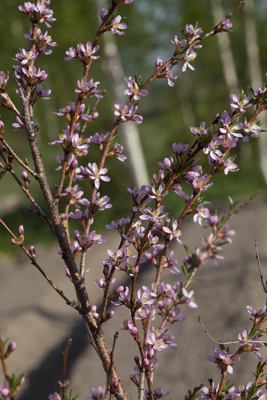 Изображение особи Amygdalus nana.