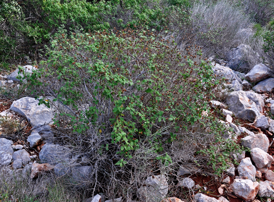 Image of genus Cistus specimen.