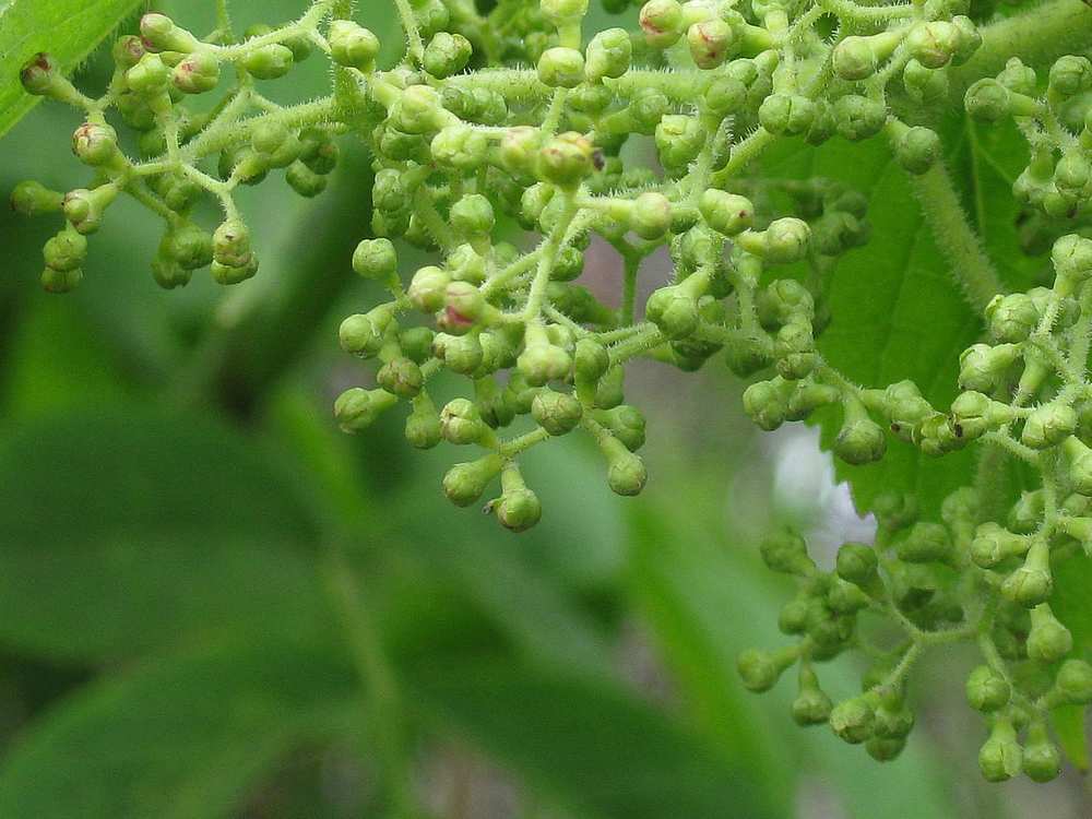 Изображение особи Sambucus kamtschatica.