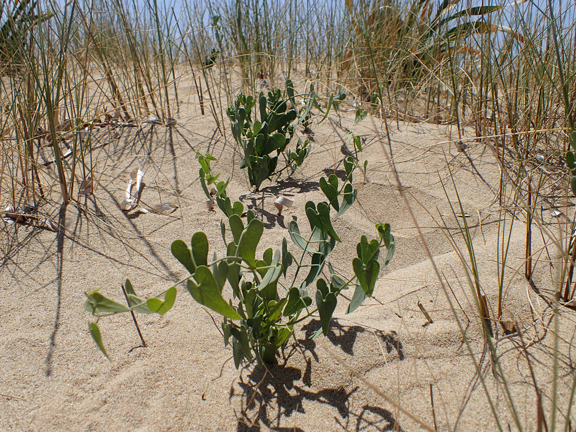 Image of Cynanchum acutum specimen.