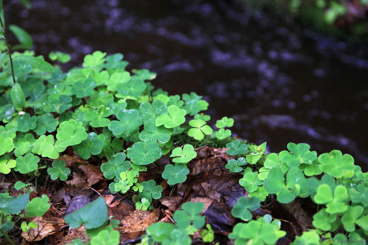 Изображение особи Oxalis acetosella.