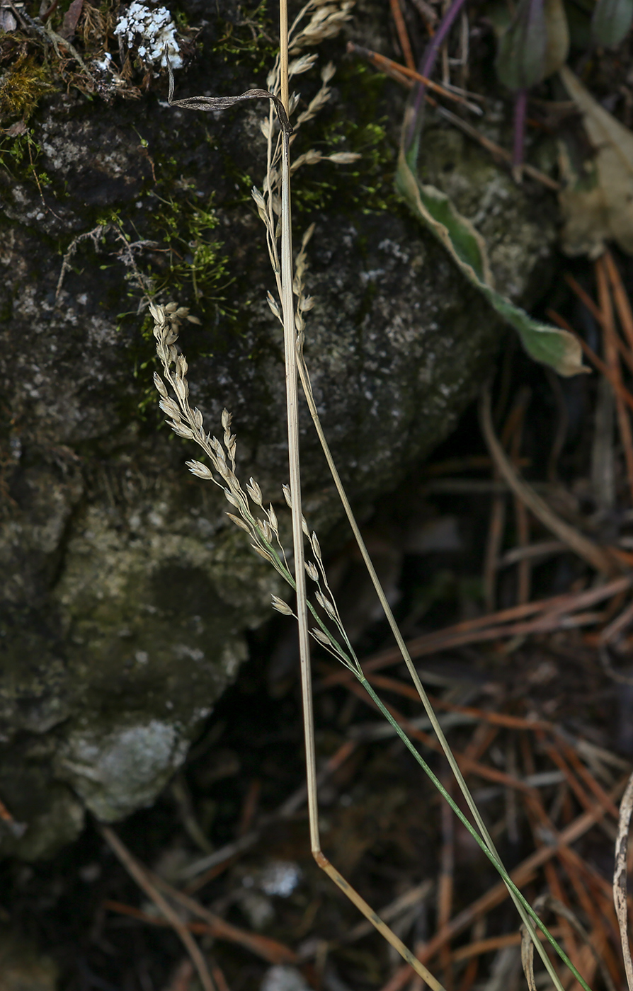 Image of genus Poa specimen.