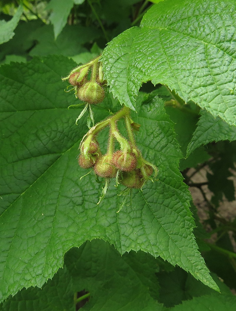 Image of Rubus odoratus specimen.