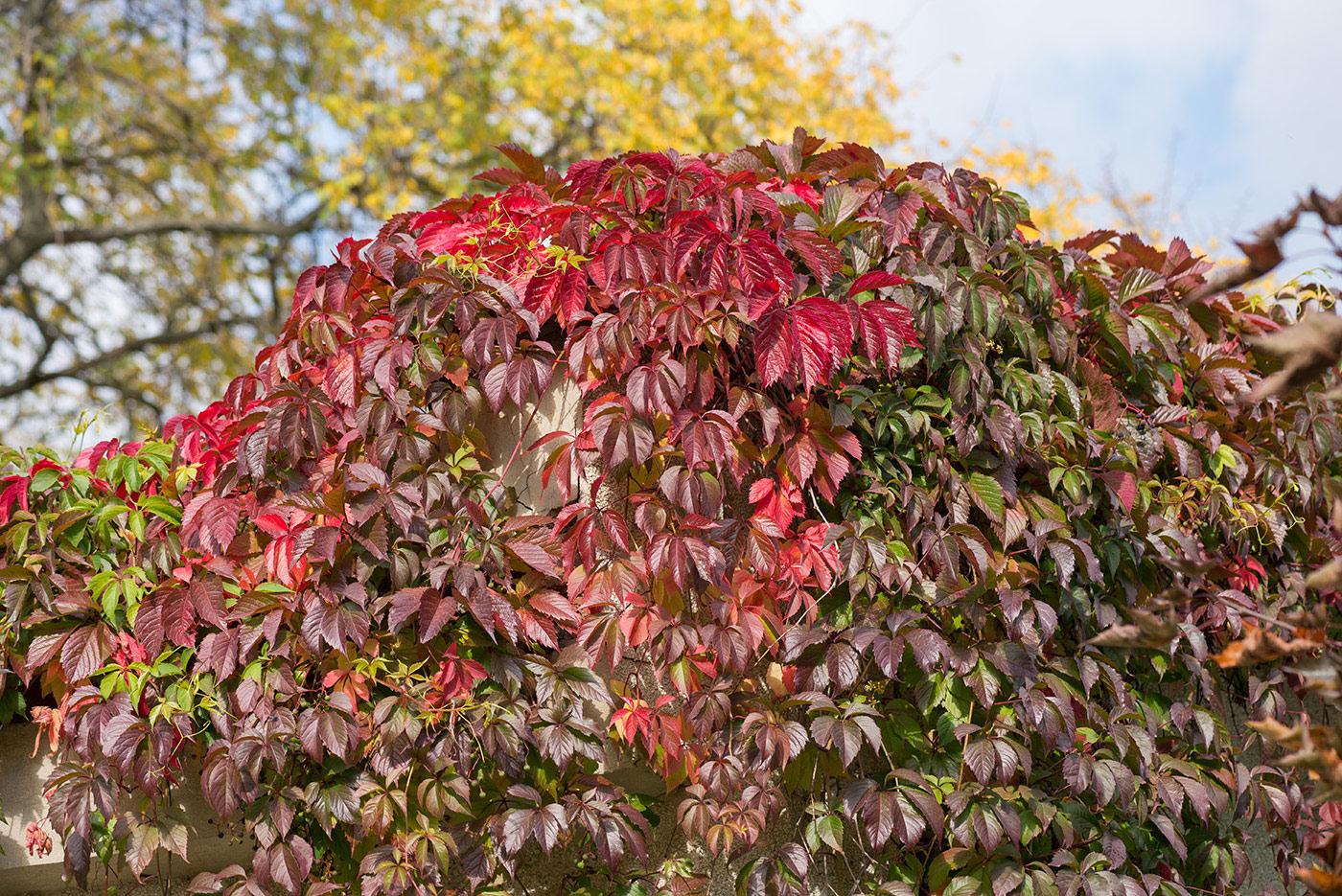 Изображение особи Parthenocissus quinquefolia.