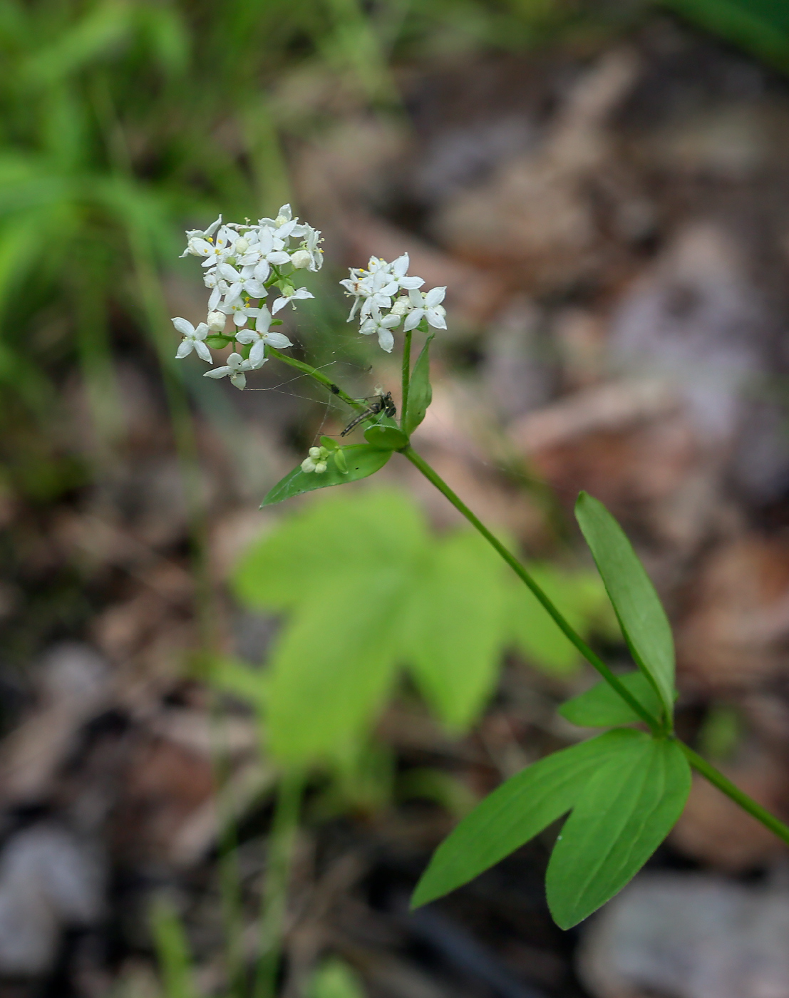 Image of Galium physocarpum specimen.