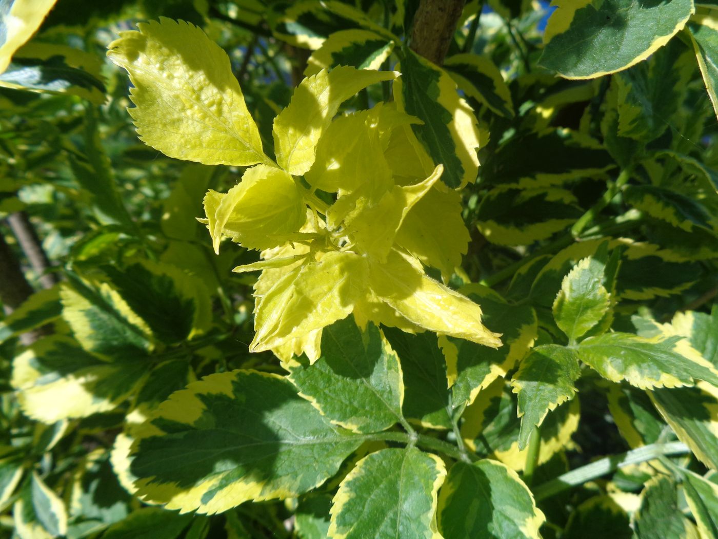 Image of Sambucus nigra specimen.