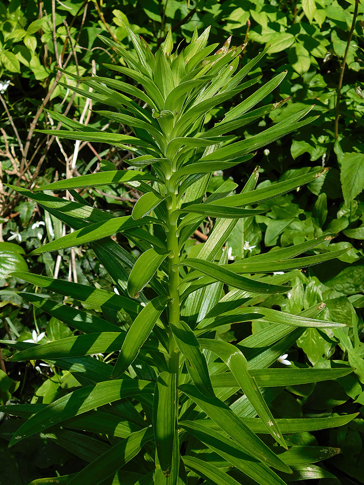 Image of Lilium monadelphum specimen.