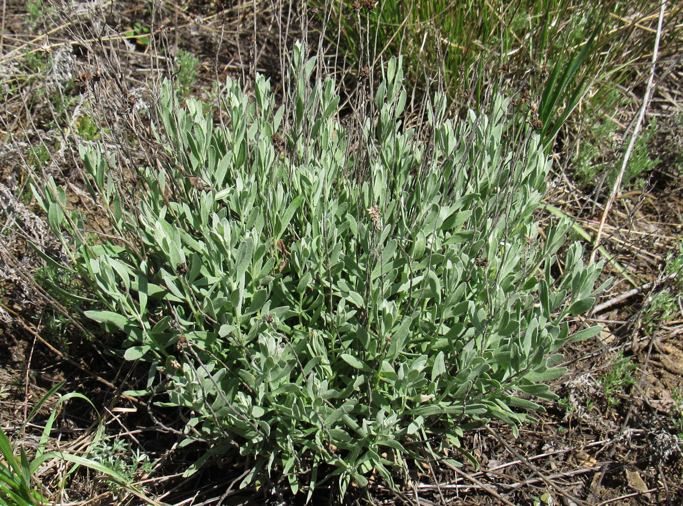 Image of Galatella villosa specimen.