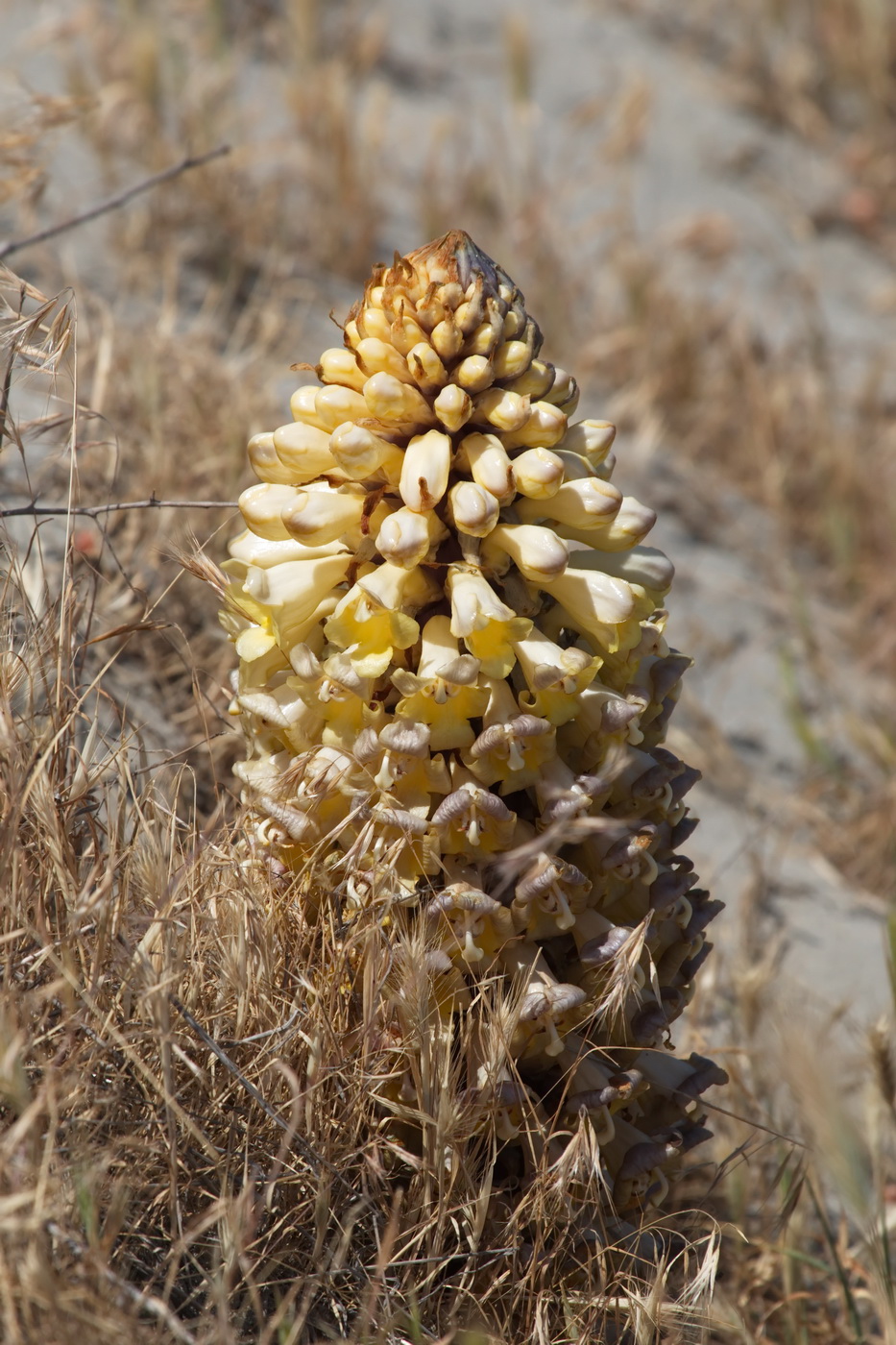 Image of Cistanche flava specimen.