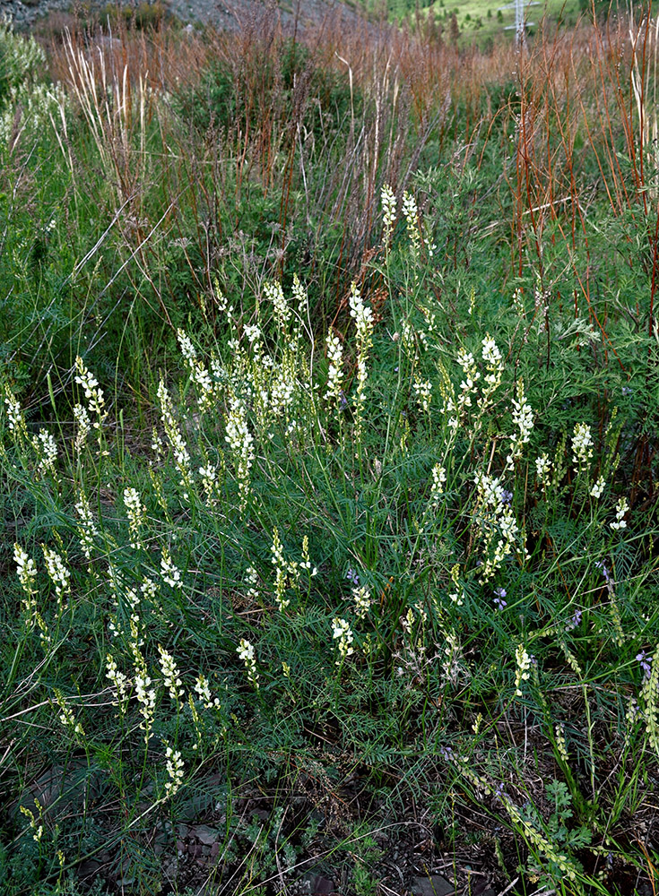 Изображение особи Astragalus katunicus.