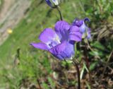 Campanula ciliata