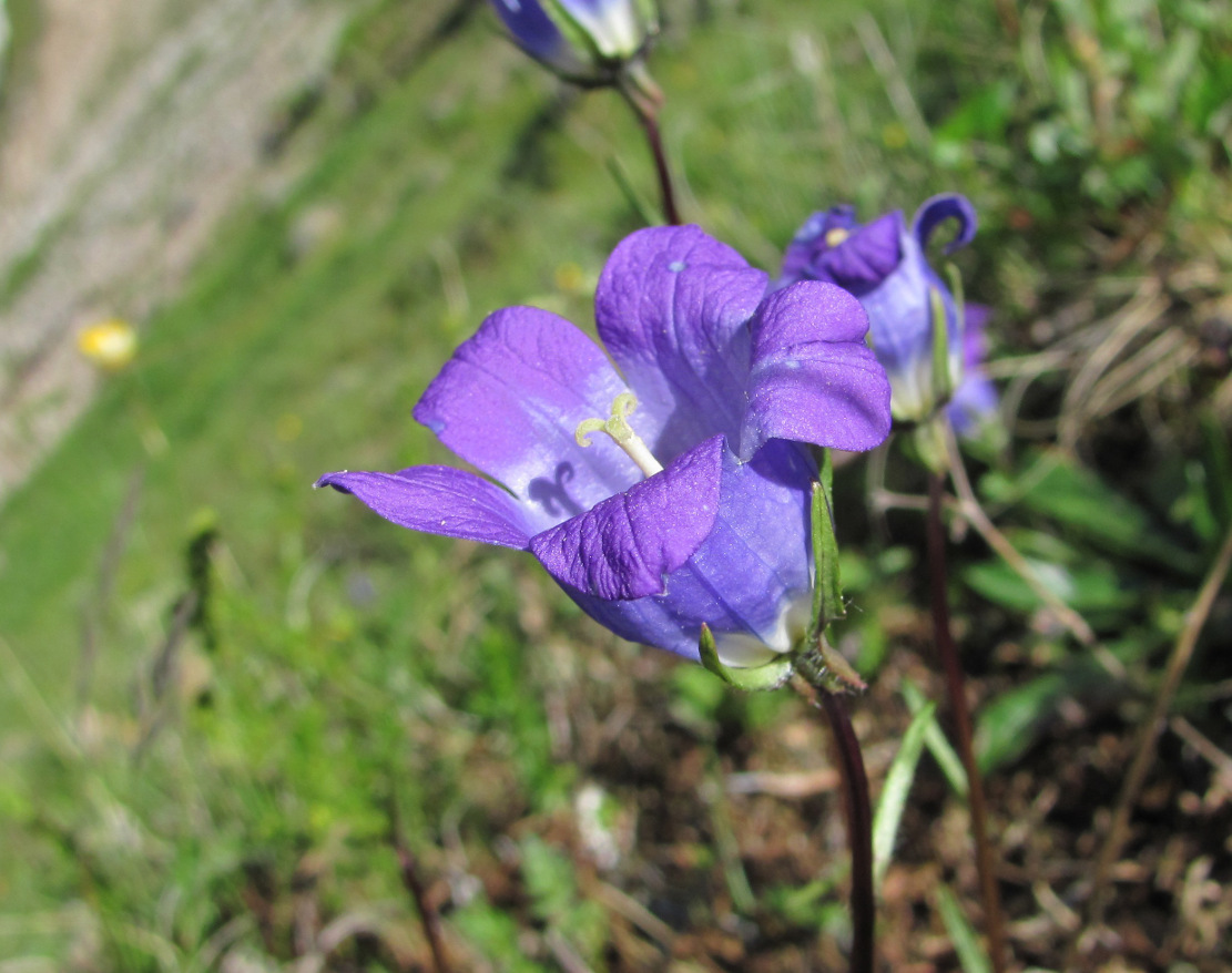 Изображение особи Campanula ciliata.