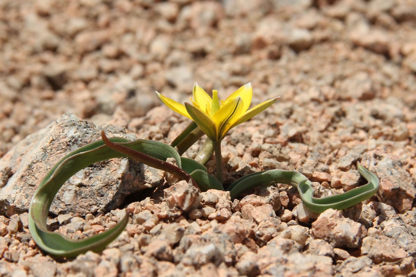 Изображение особи Tulipa dasystemon.