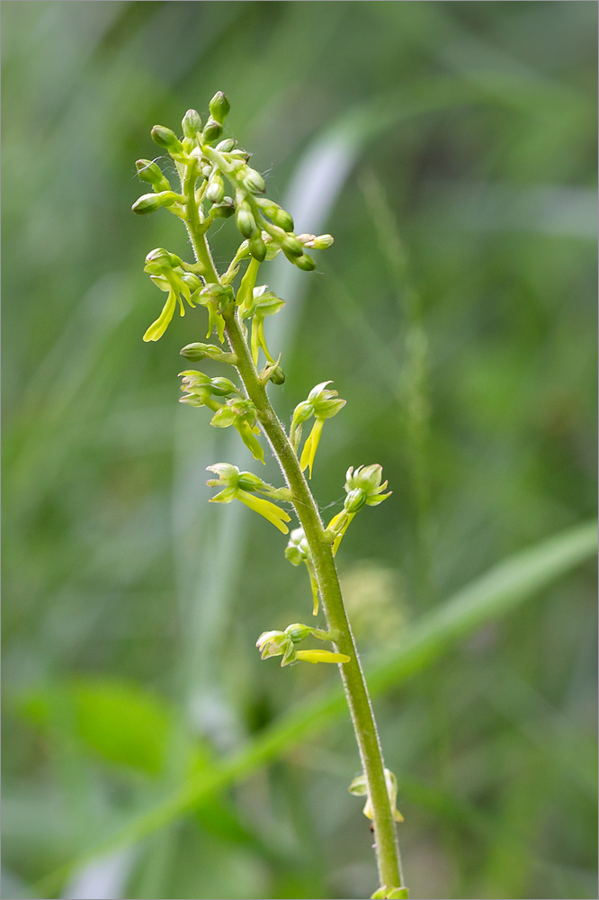 Изображение особи Listera ovata.