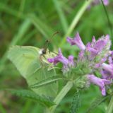 Betonica officinalis