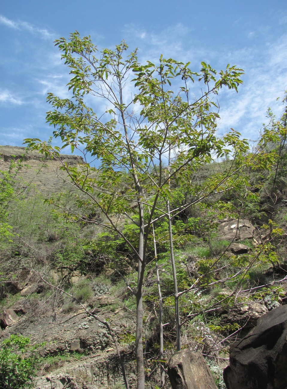 Image of Diospyros lotus specimen.