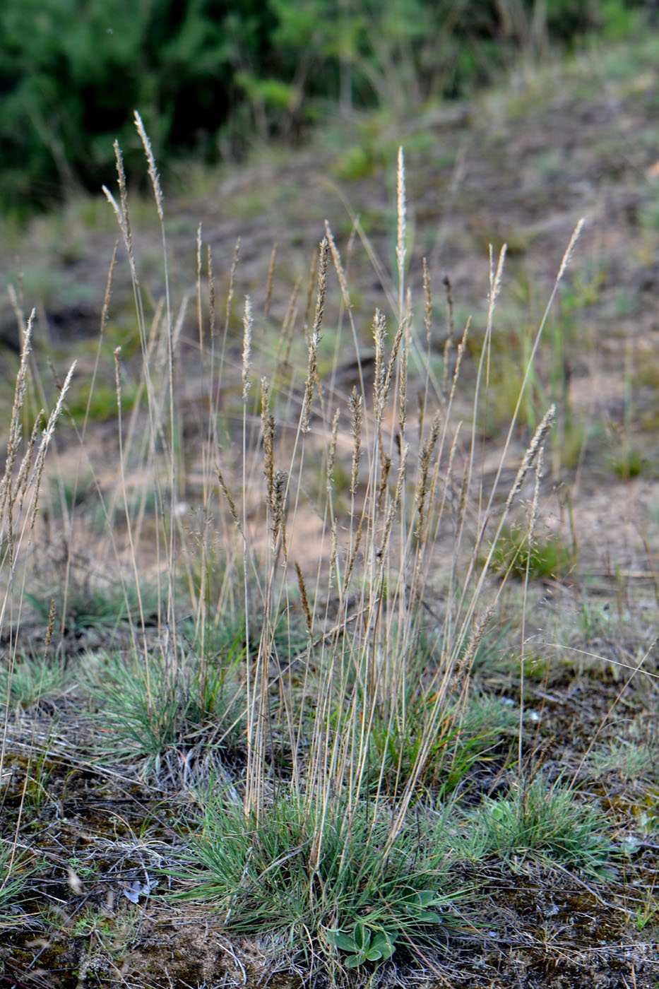 Image of Koeleria glauca specimen.