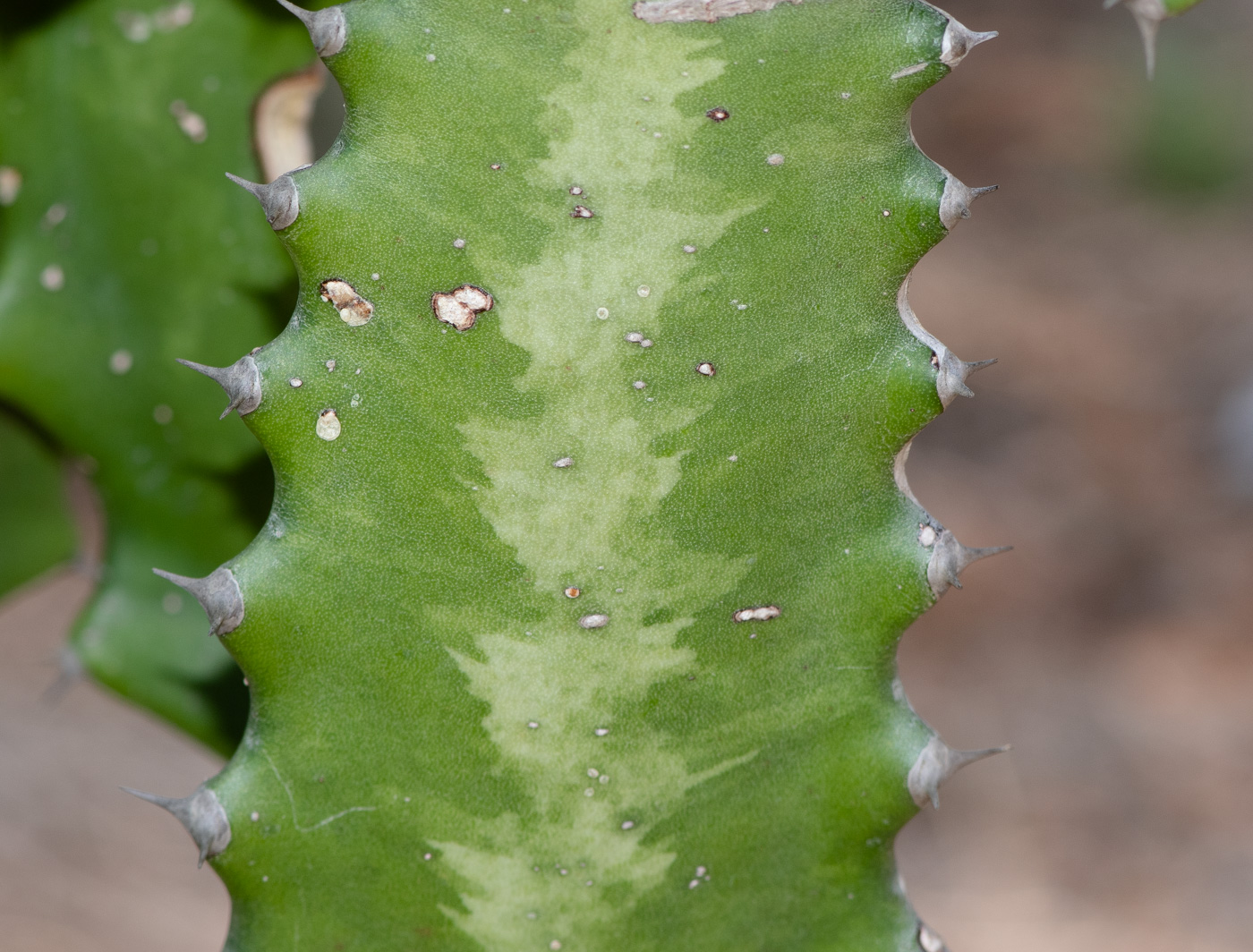 Изображение особи Euphorbia lactea.