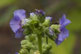 род Polemonium. Верхушка цветущего побега с отцветшим цветком с двумя завязями. Костромская обл., Судиславский р-н, дер. Антипино, в культуре. 06.09.2019.