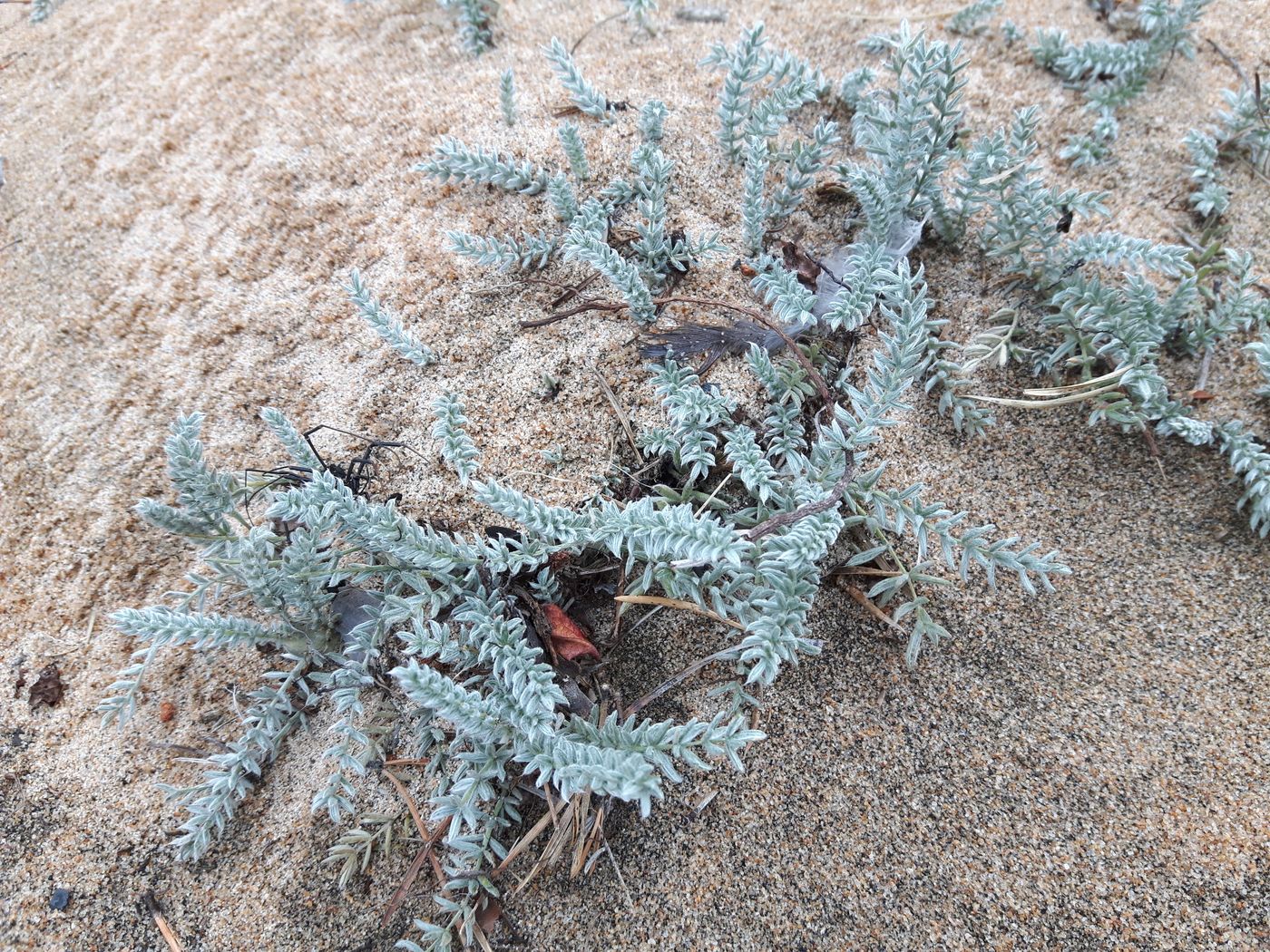 Image of Oxytropis lanata specimen.