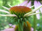 Echinacea purpurea. Соцветие в начале цветения. Восточный Казахстан, Глубоковский р-н. Июль 2008 г.