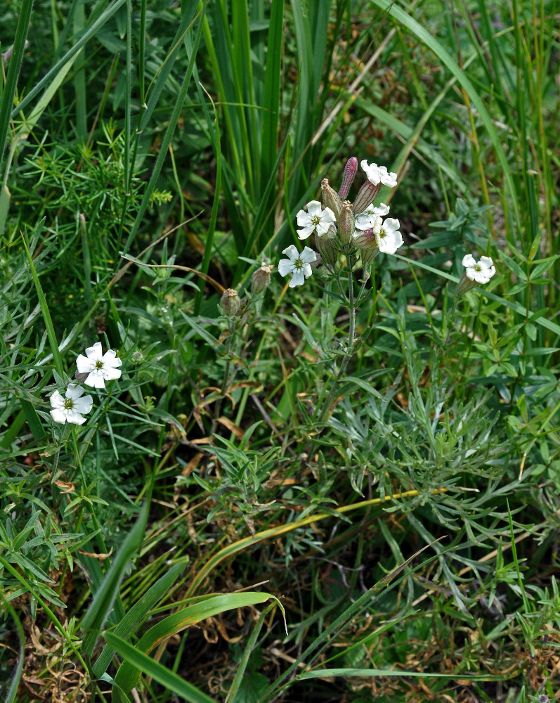 Image of Silene amoena specimen.