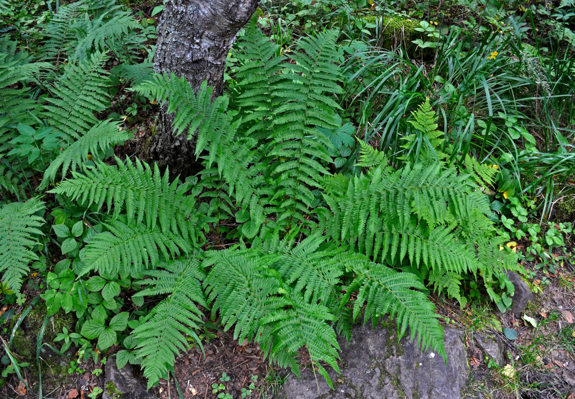 Image of Dryopteris filix-mas specimen.