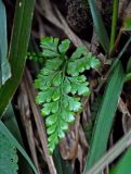 Asplenium adiantum-nigrum