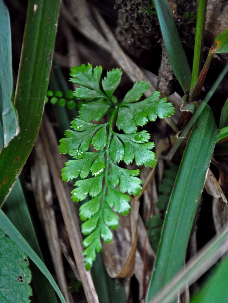 Изображение особи Asplenium adiantum-nigrum.