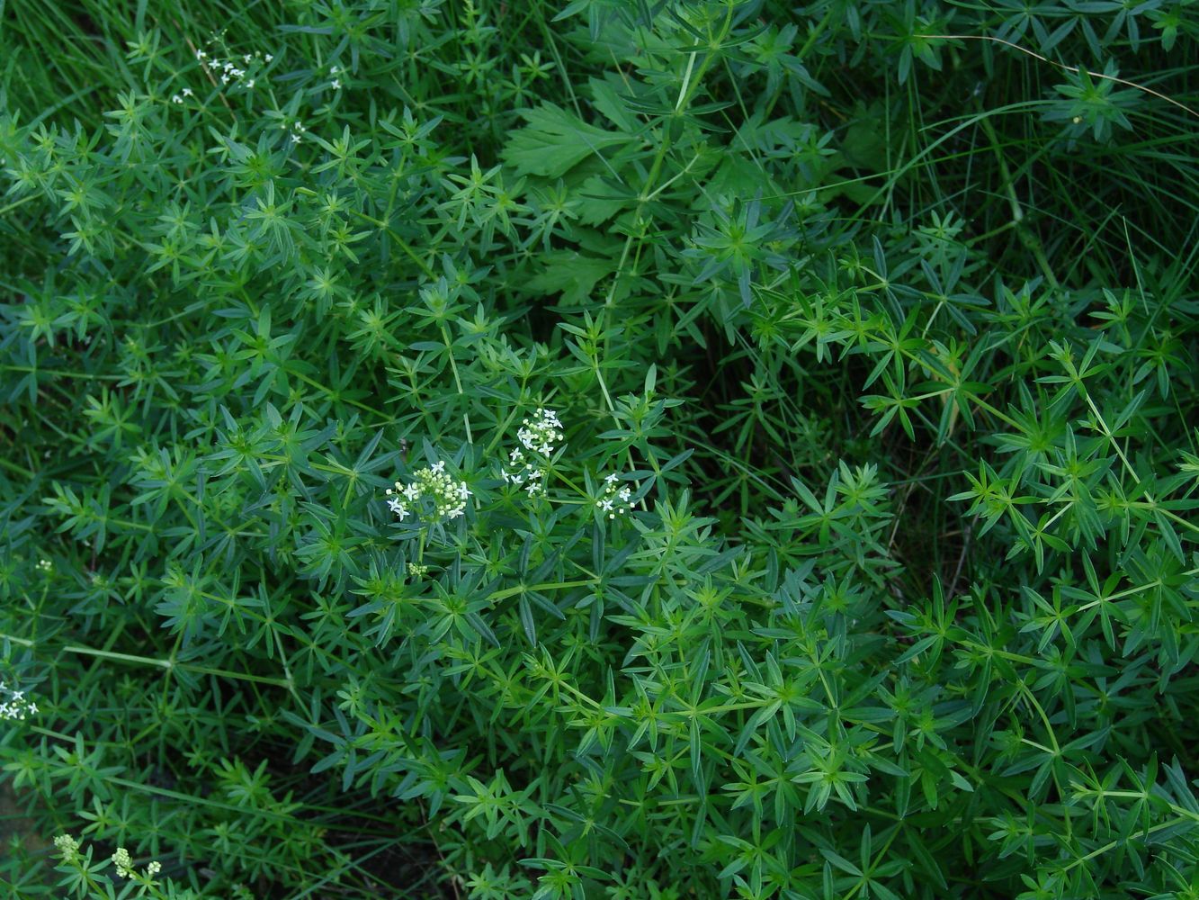 Image of Galium mollugo specimen.