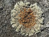 Lecanora muralis