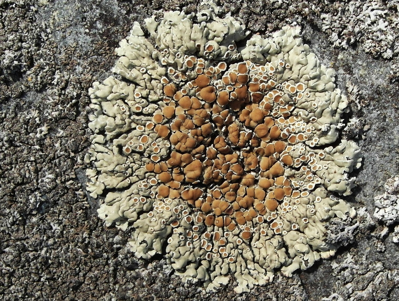 Изображение особи Lecanora muralis.