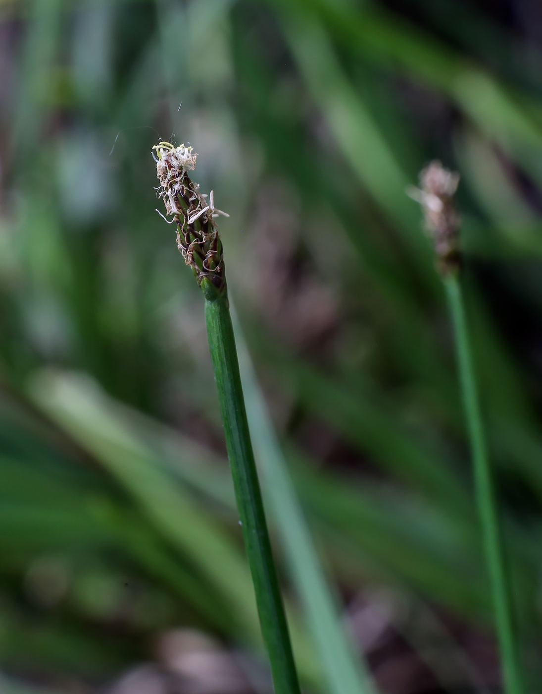 Image of genus Eleocharis specimen.