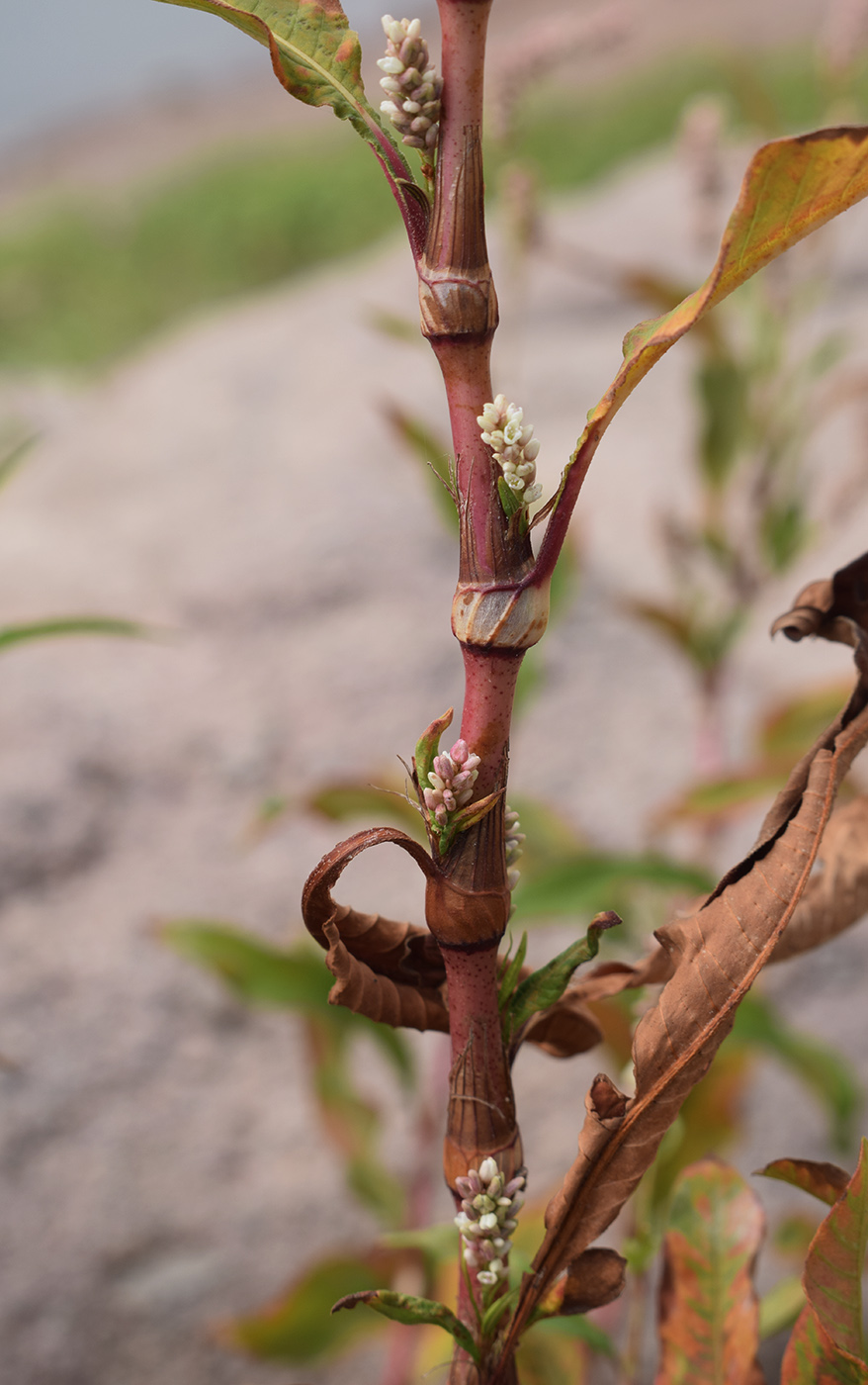 Image of Persicaria maculosa specimen.