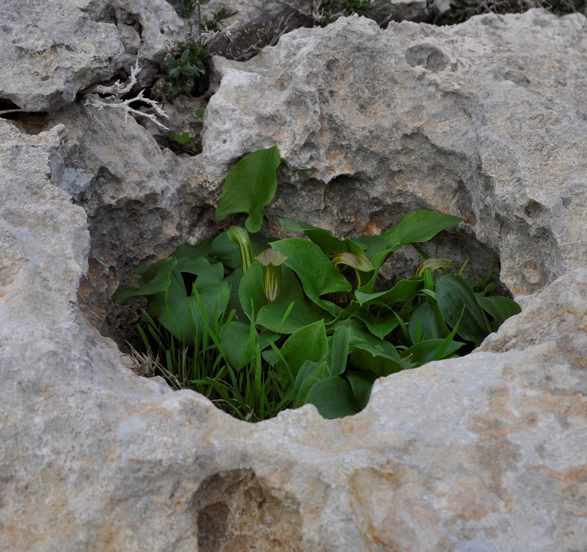 Изображение особи Arisarum vulgare.