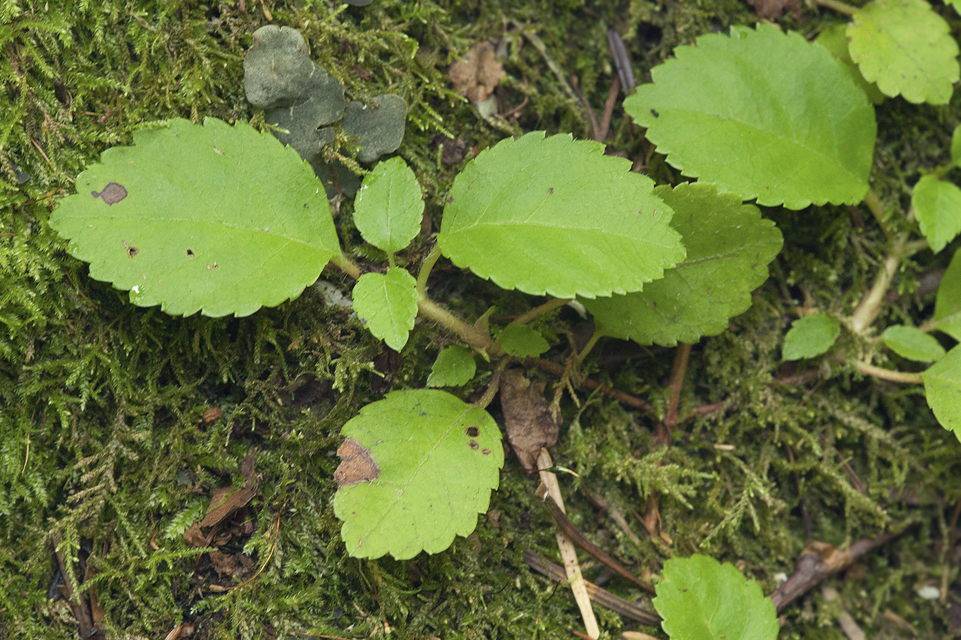 Изображение особи Hydrangea petiolaris.