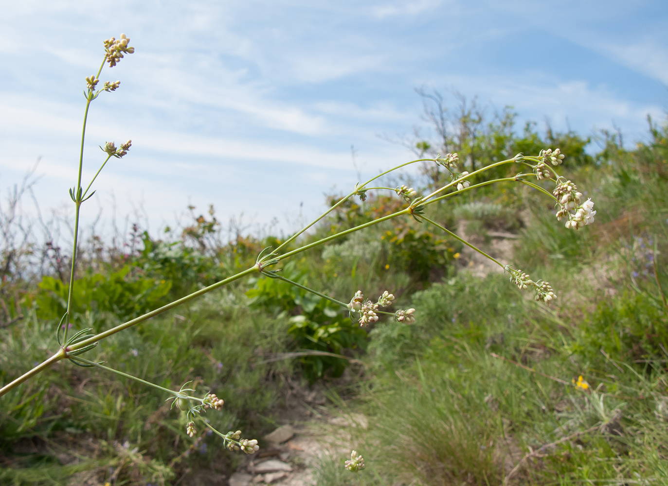 Изображение особи Galium biebersteinii.