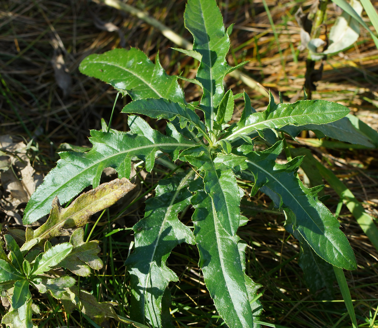Image of Cirsium setosum specimen.