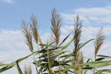 Phragmites altissimus