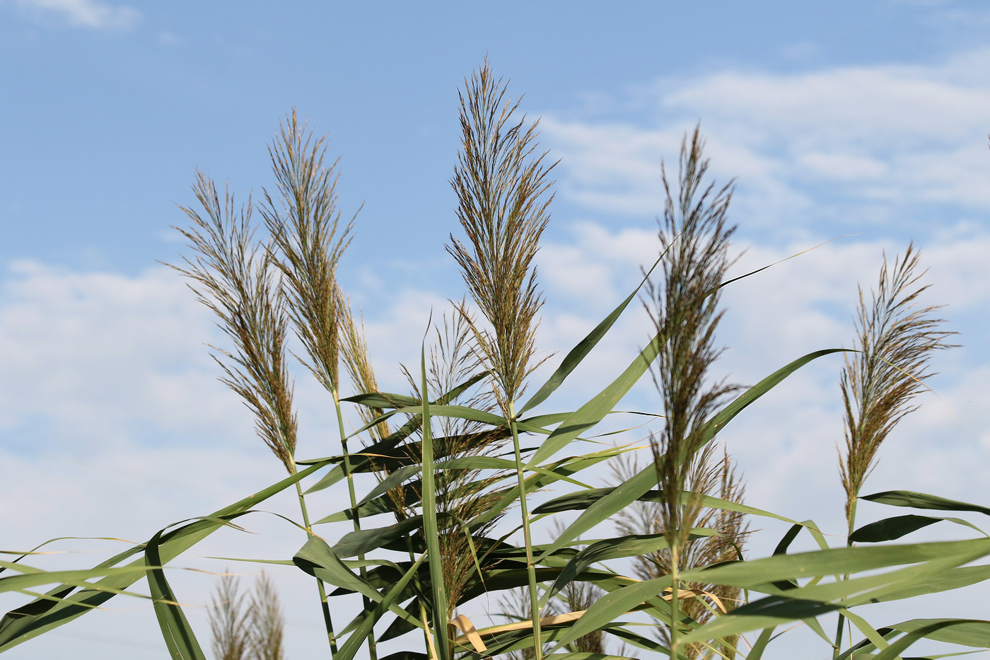 Изображение особи Phragmites altissimus.