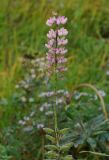 Lupinus &times; regalis