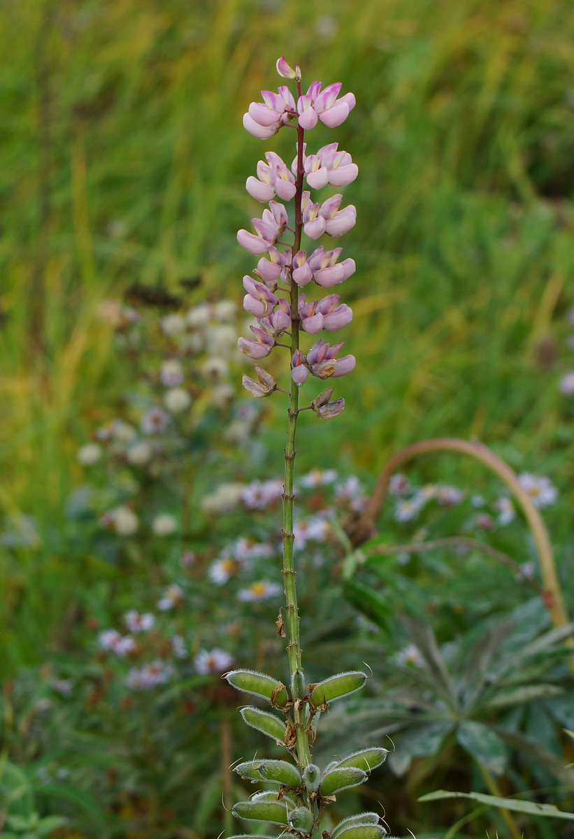 Image of Lupinus &times; regalis specimen.