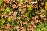 Polytrichum juniperinum. Растения с перигониями. Коми, Сыктывдинский р-н, окр. ст. Язель, долина р. Вычегда, опушка соснового леса, сырая низинка. 23.05.2018.