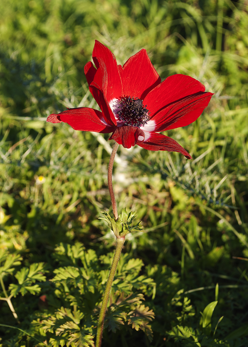 Изображение особи Anemone coronaria.