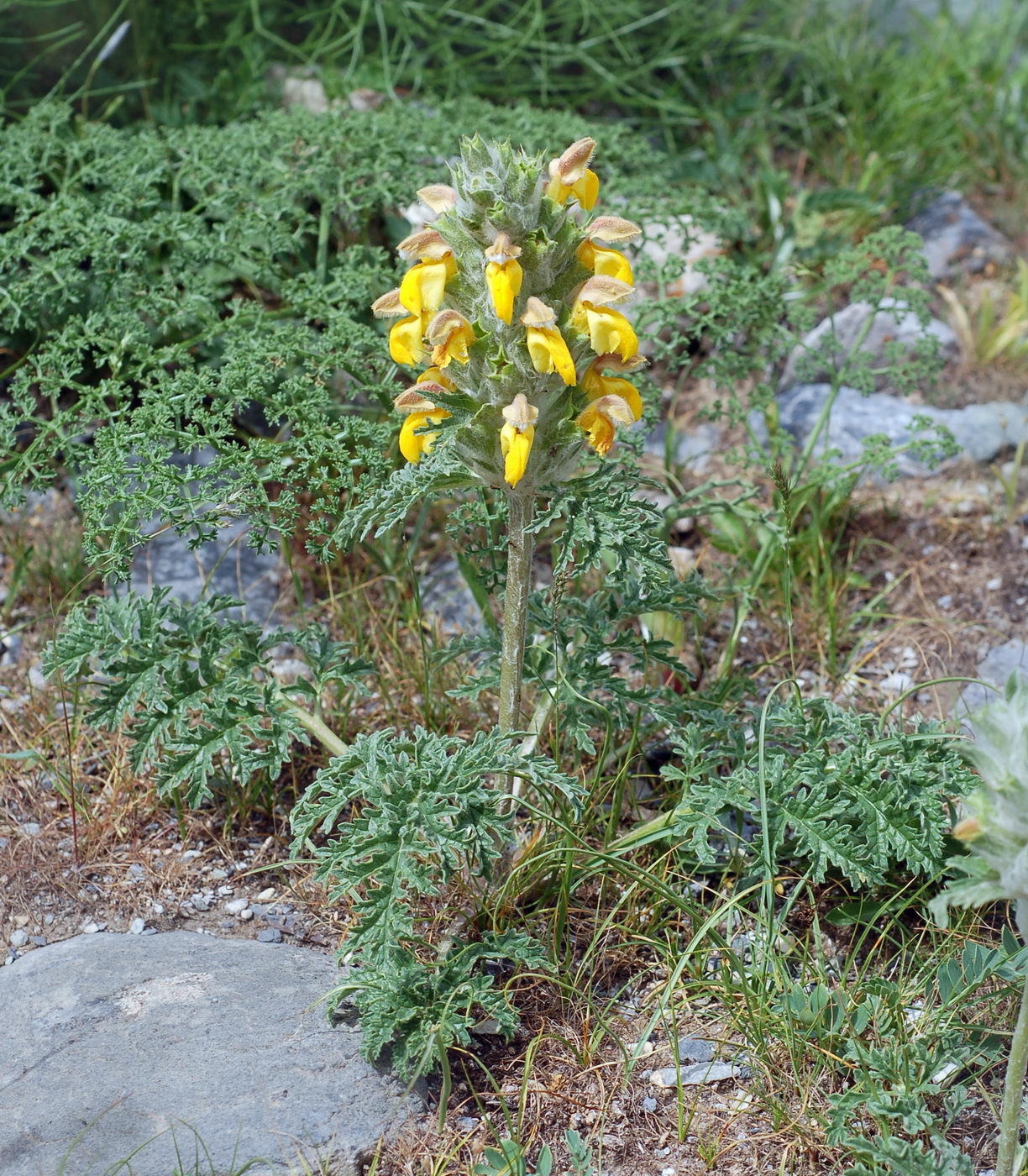 Изображение особи Phlomoides speciosa.