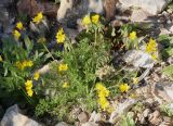 Hypecoum dimidiatum. Цветущее растение. Израиль, окр. г. Арад, фригана на нижней части склона небольшой долинки-вади. 03.03.2020.