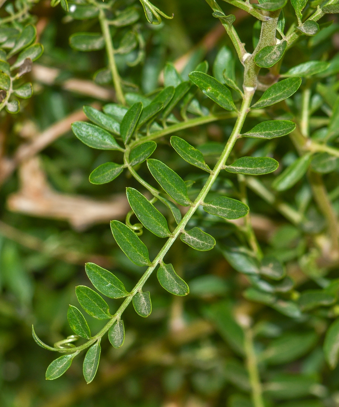 Изображение особи Mutisia acuminata.