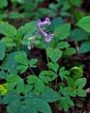 Corydalis solida. Верхушка цветущего растения. Новгородская обл., оз. Валдай, о-в Сельвицкий, опушка смешанного леса. 12.05.2019.