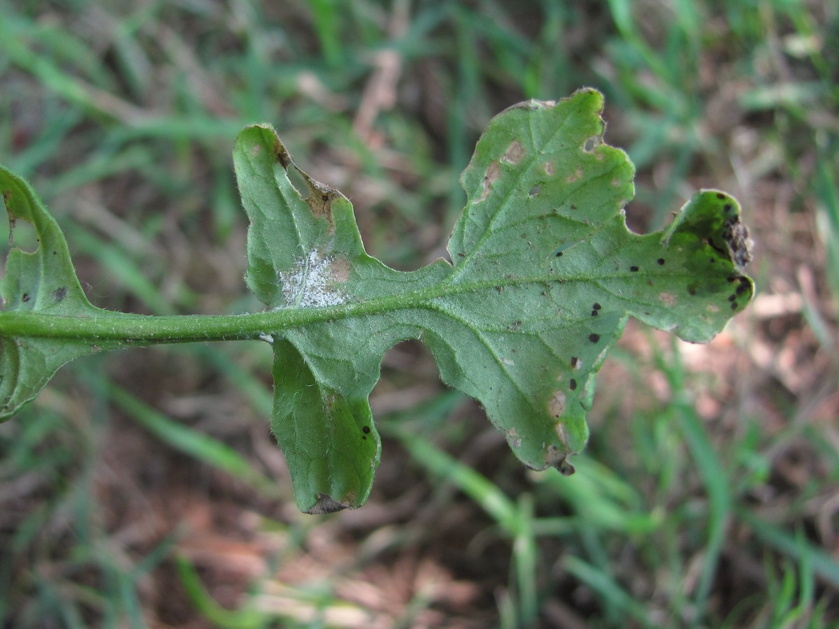 Image of Sisymbrium officinale specimen.